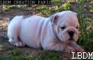 bouldogue