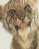 bb tigre
